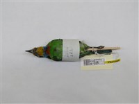 藏品(五色鳥)的圖片